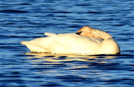 Trumpeter swan at Seedskadee National Wildlife Refuge