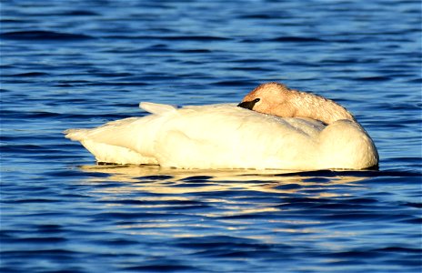 Trumpeter swan at Seedskadee National Wildlife Refuge photo