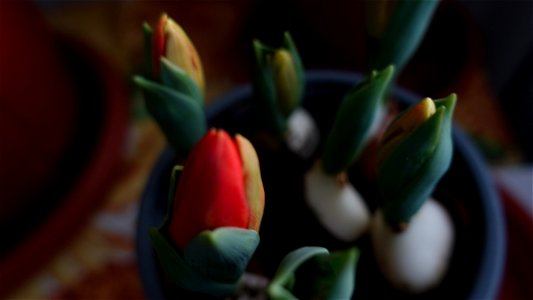 tulips_lalele-2023_0216_084246