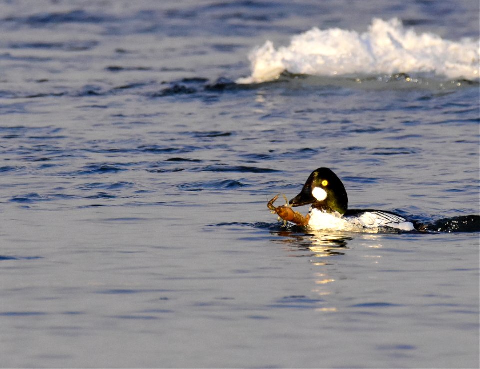 Common goldeneye at Seedskadee National Wildlife Refuge