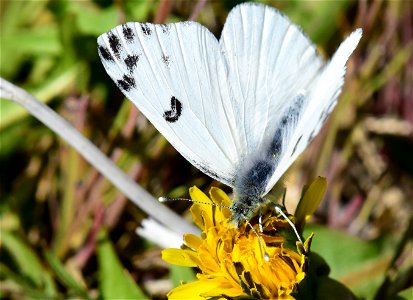 Western white butterfly at Seedskadee National Wildlife Refuge photo