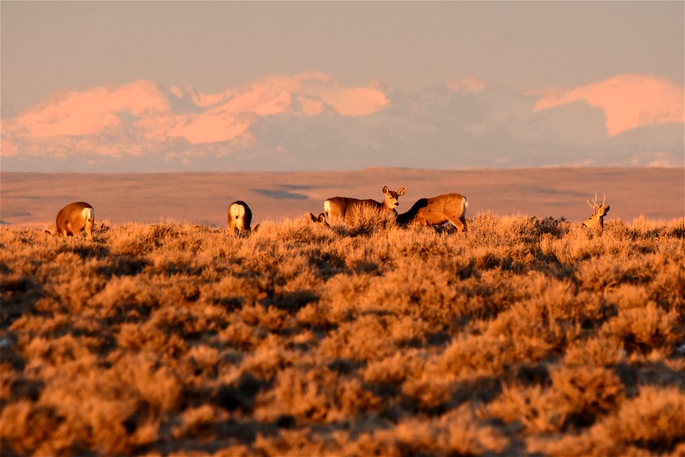 Mule deer at Seedskadee National Wildlife Refuge
