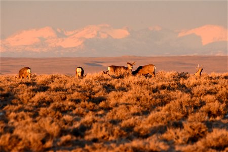 Mule deer at Seedskadee National Wildlife Refuge photo