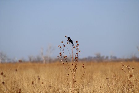 Red-winged Black Bird Owens Bay Lake Andes National Wildlife Refuge South Dakota