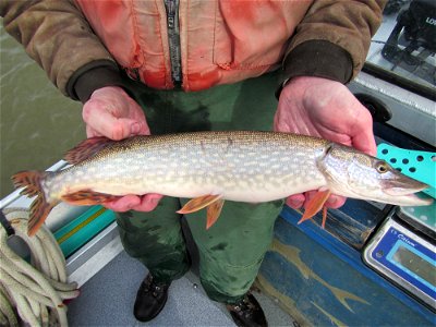 Northern Pike photo