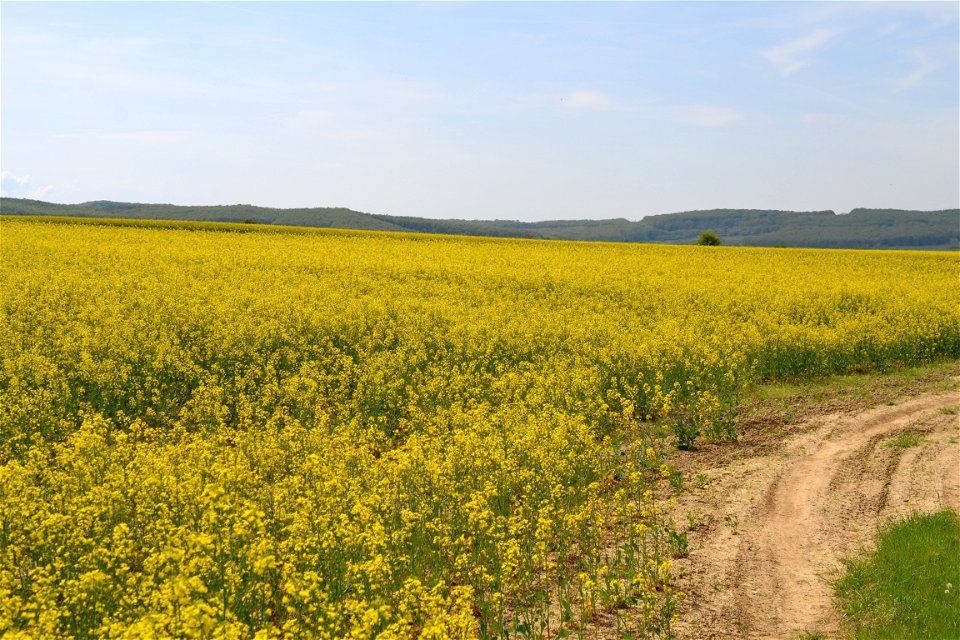 Rapeseed Field photo