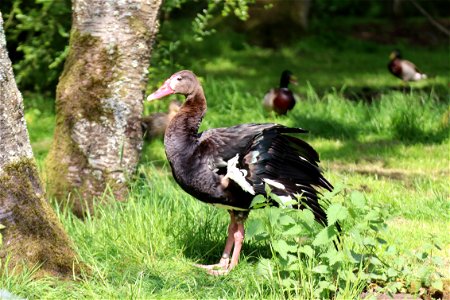 Black Spur-winged Goose photo