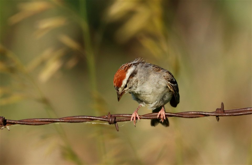 Chipping Sparrow Huron Wetland Management District photo