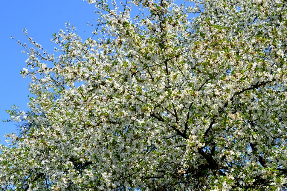 Spring ,April 2023