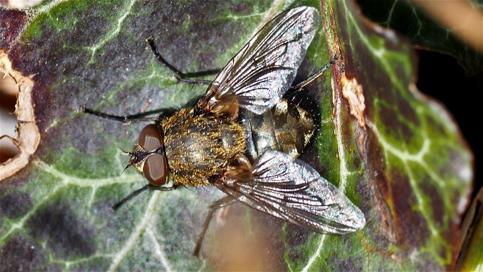 Pollenia cf. rudis (Polsterfliege), Männchen