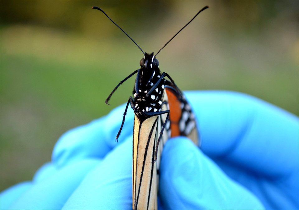 Upclose monarch