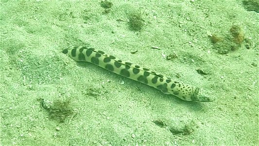 Photo Tiger Snake Eel Diving Tayrona National Park from Taganga Colombia