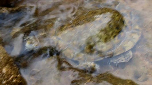Western Pond Turtle Peek-a-Boo (Video)