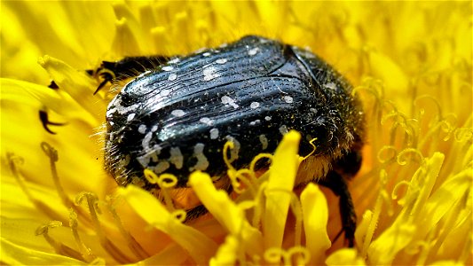 Oxythyrea funesta (Trauer-Rosenkäfer) taucht in einer Löwenzahnblüte