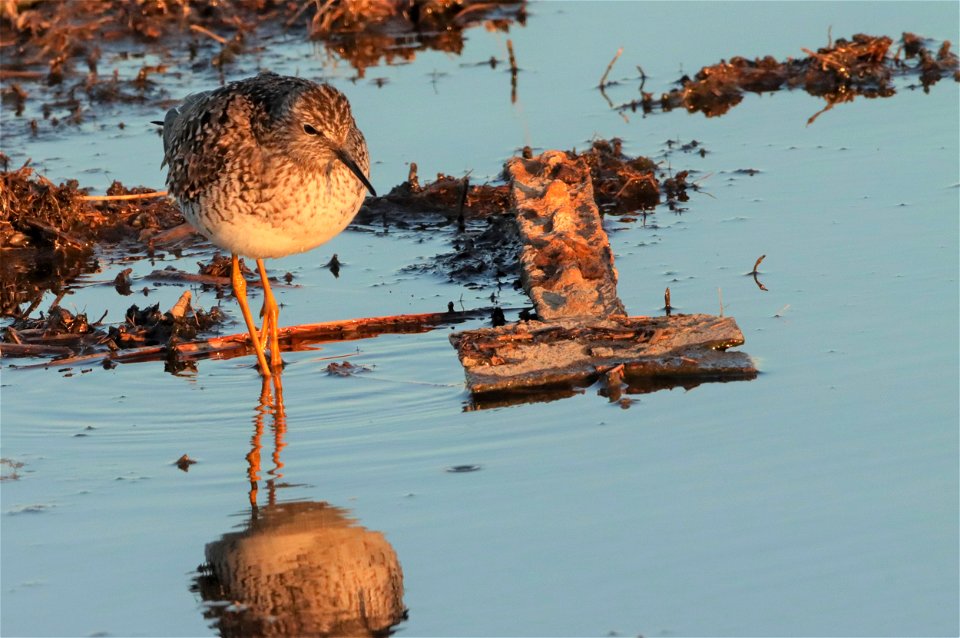 Lesser Yellowlegs, Huron Wetland Management District South Dakota