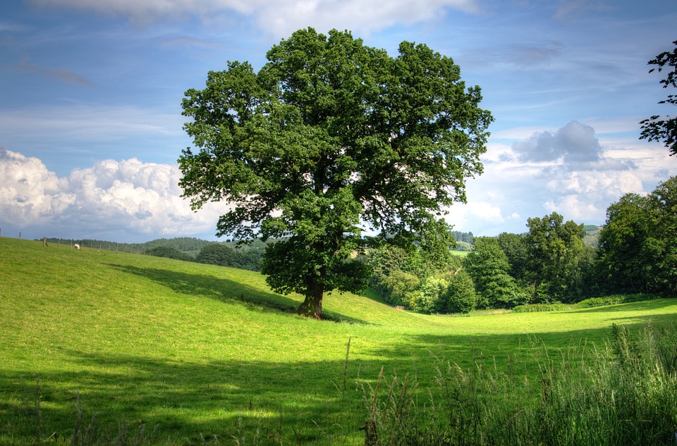 View field scenic