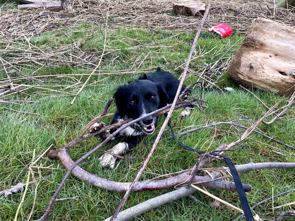 I’m just gonna stay here and eat this tree.