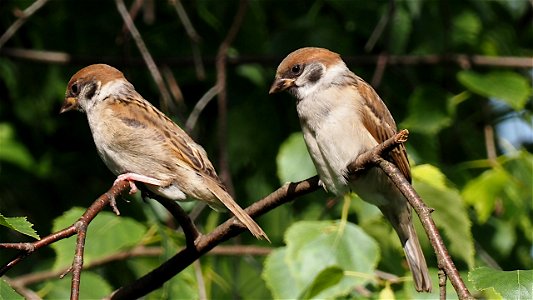 Die Feldsperling-Jungvögel chillen zusammen im Zwetschgenbaum