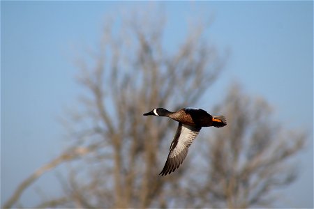 Blue-winged Teal Flying Owens Bay Lake Andes National Wildlife Refuge South Dakota