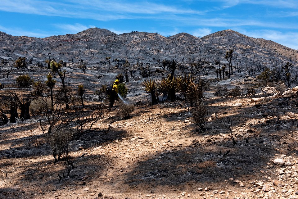 A Firefighter Putting out Hot Spots in a Burned Area of the Elk Fire