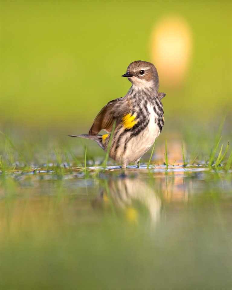 Yellow-rumped warbler photo