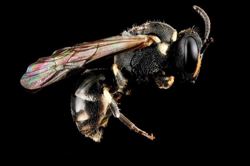 Hylaeus hyalinutus, F, side_2013-01-16-14.31.32 ZS PMax
