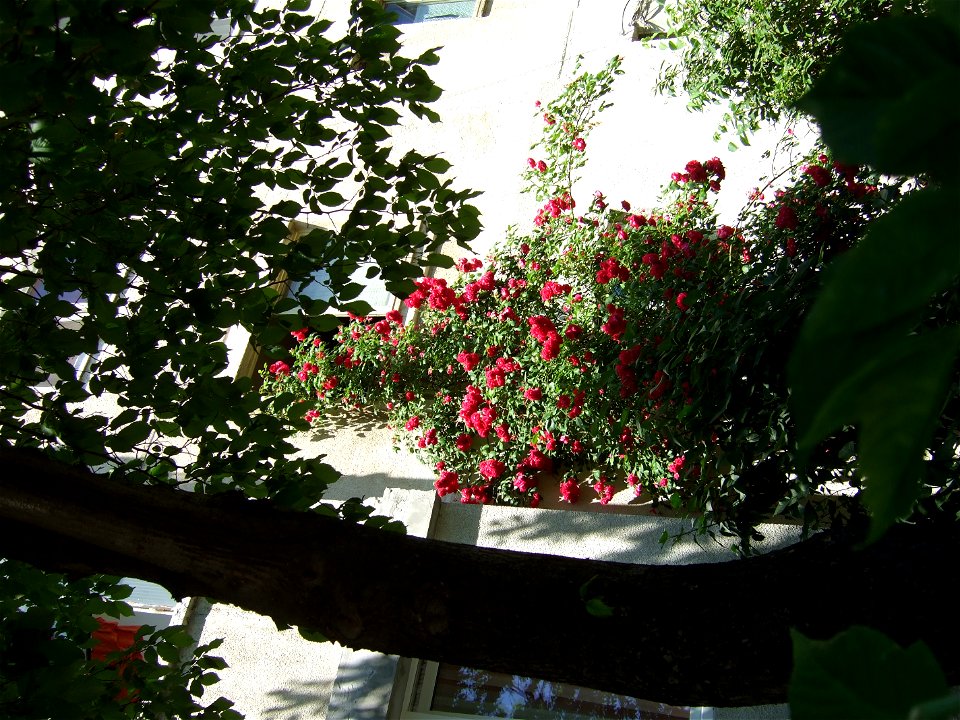 trandaf2009_0531_110602