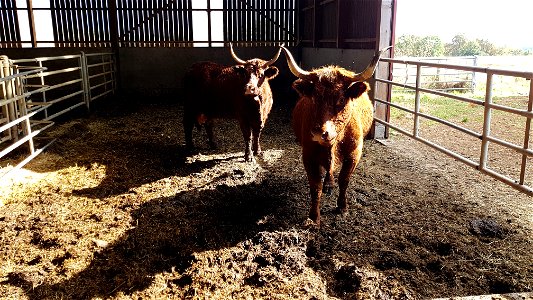 Vaches de Salers à l'étable