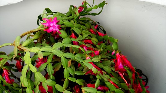 Christmas-cacti_2023_0208_151925