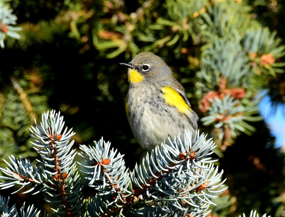 Yellow rumped warbler at Seedskadee National Wildlife Refuge