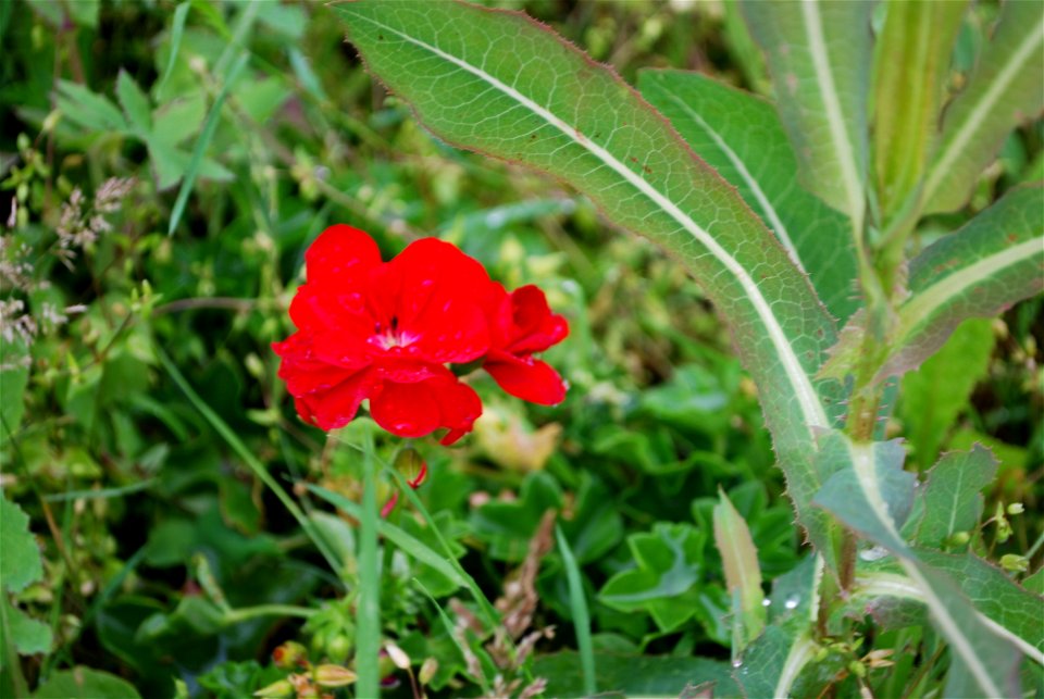 Flowers outside Coulsdon town station