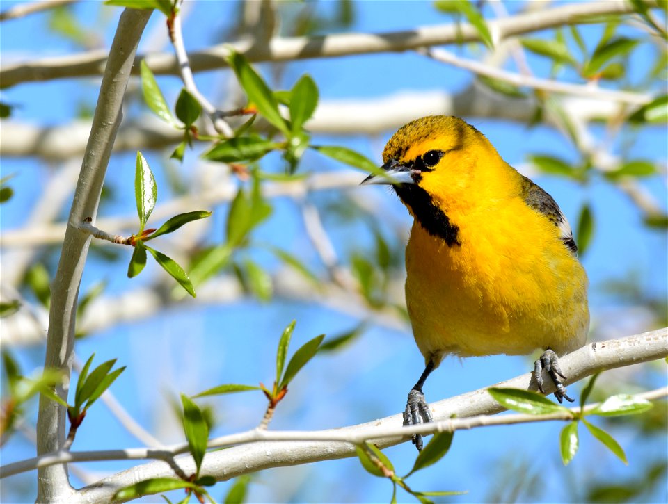 Bullock's oriole at Seedskadee National Wildlife Refuge