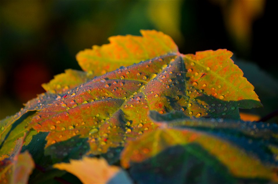 Maple morning dew