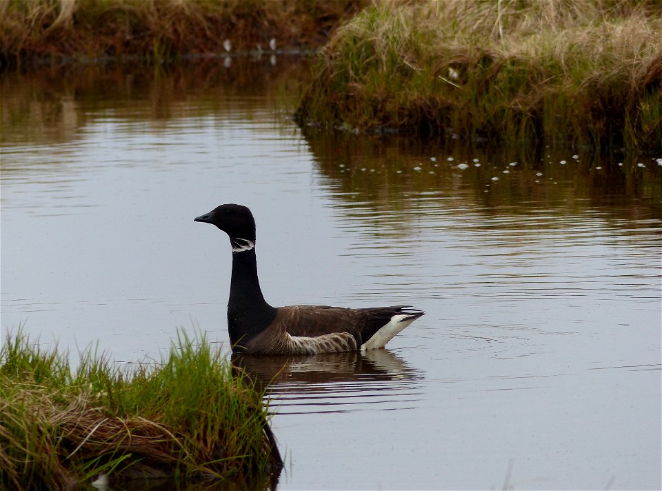 Black Brant photo