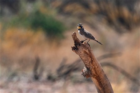 Horned Lark photo