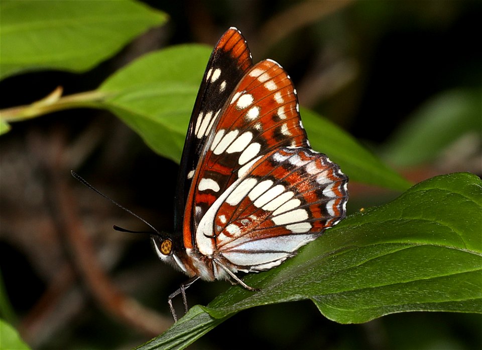 ADMIRAL, LORQUIN'S (Liminitis lorquini) (07-07-2022) lewis and clark co, mt -01