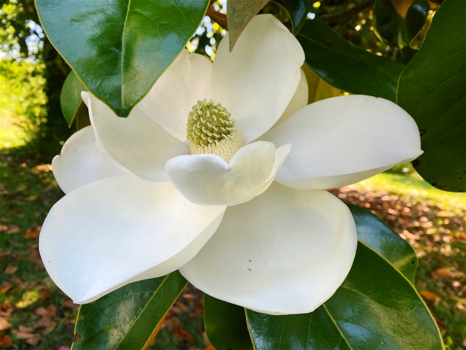 Southern Magnolia photo