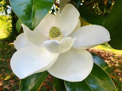 Southern Magnolia photo