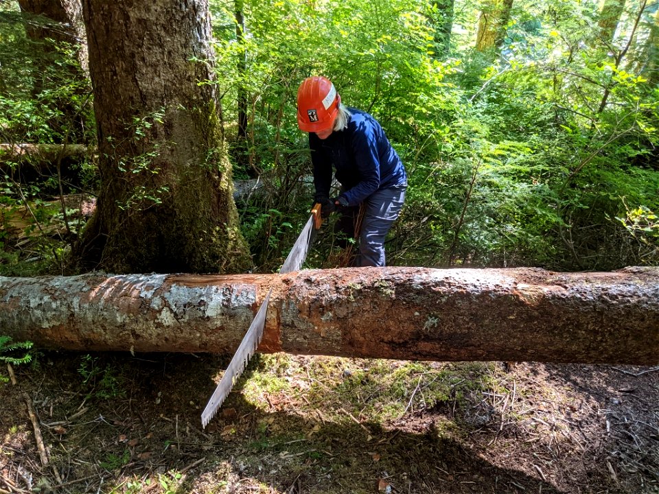 Judy K with Crosscut clearing trail as a volunteer with the Mountaineers at Church Creek Trail on the Olympic National Forest