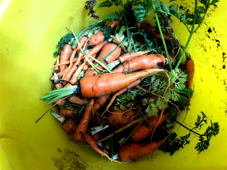 The Great Carrot Harvest
