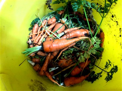 The Great Carrot Harvest