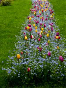 Herestrau Park in spring (64)
