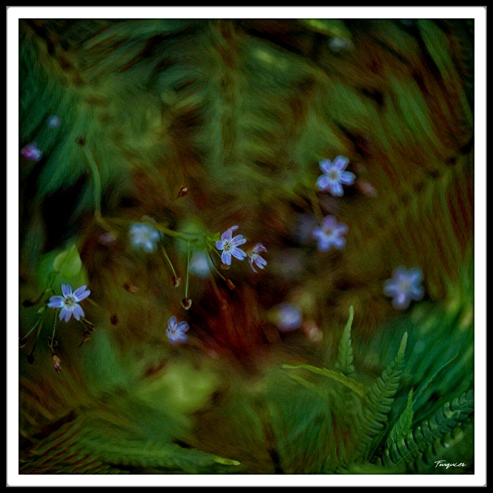 Ferns photo