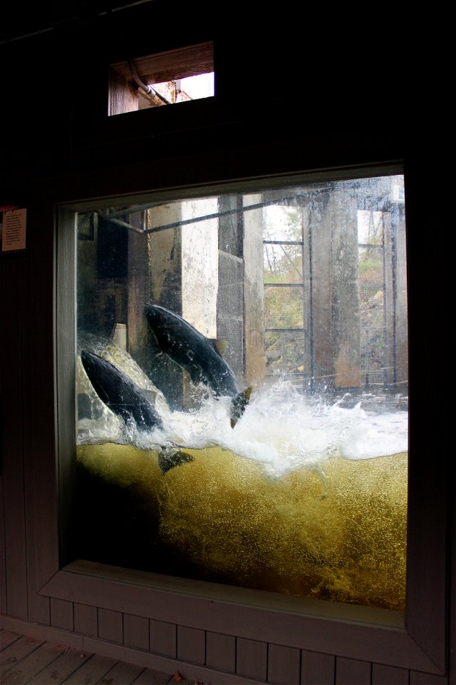 Chinook Salmons Jump!