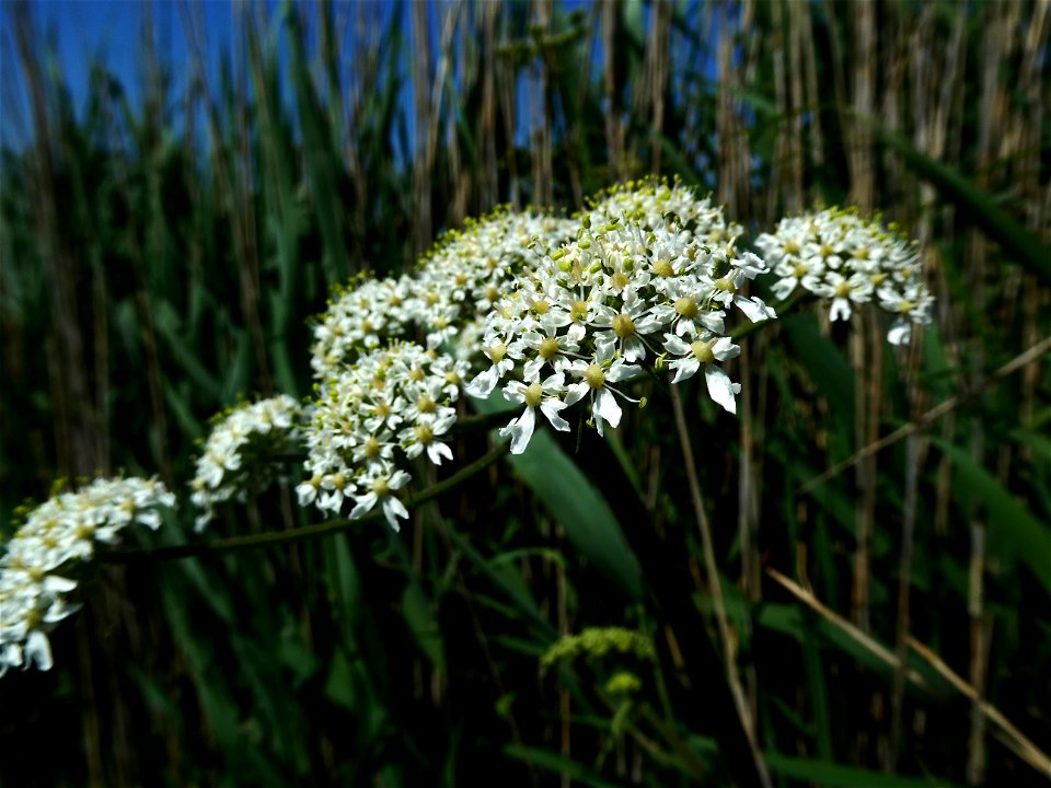 Heracleum sphondylium L., 1753