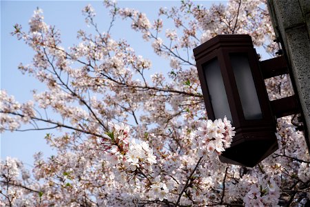 Cherry blossoms photo