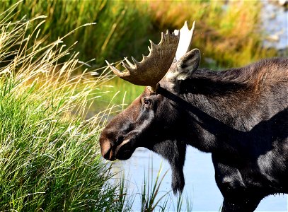 Moose at Seedskadee National Wildlife Refuge photo