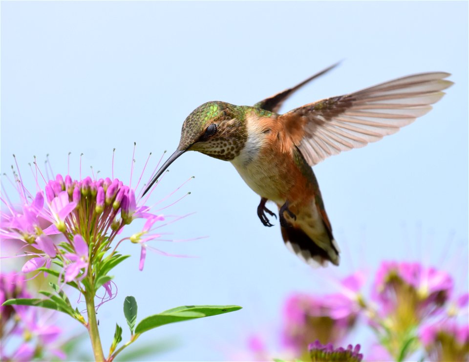 Rufous hummingbird at Seedskadee National Wildlife Refuge