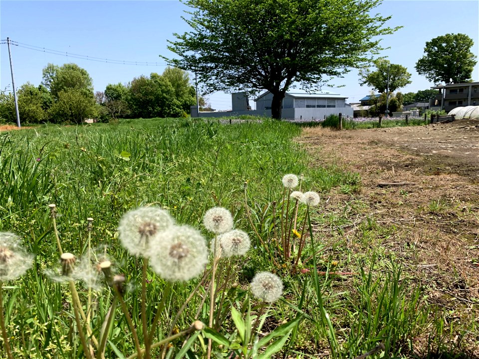 Flowers in Niiza-shi