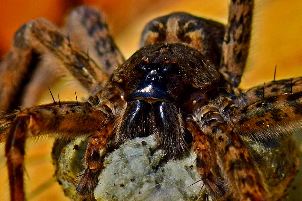 Female Fishing Spider photo